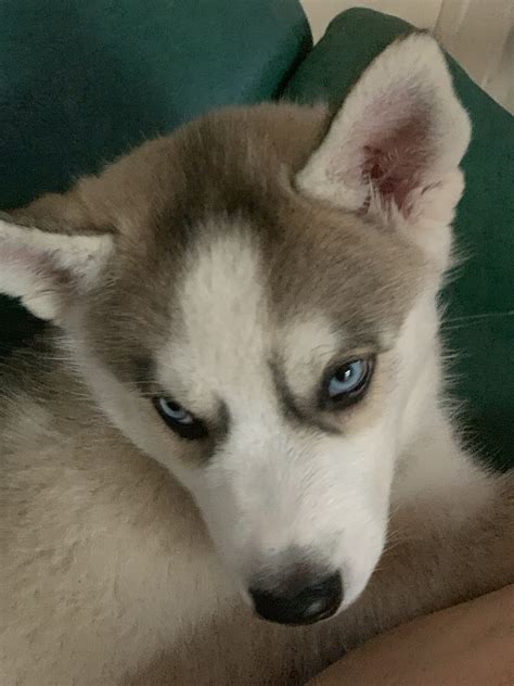 Husky blue eyes | Puppies with blue eyes, Husky puppy, Husky