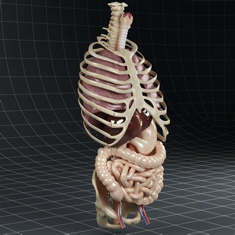 Anatomy Internal Organs 02 3d Model Cgtrader