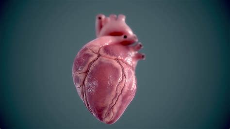 3d Human Heart Heartbeat Animation 2 Youtube