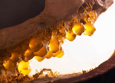 Fascinating Look At Honeypot Ants The Worlds Only Ant Species That