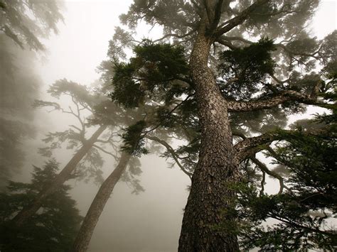 Wallpaper Pine Trees Trunk Fog Morning 1920x1200 Hd Picture Image