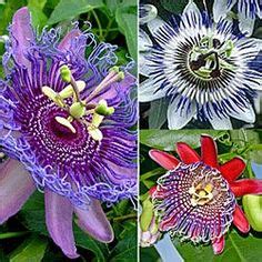 Each bloom displays a contrasting gold throat. FLOWERING VINES IN ZONE 9, VINES FLOWERING ZONE 9 IN ...