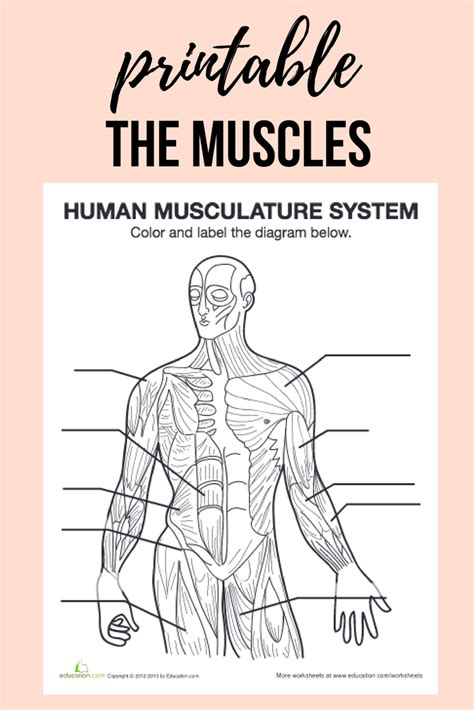 Muscular System Worksheet For Kids