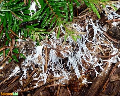 Mycelia: Fungi's Underground Infrastructure - ScienceAid