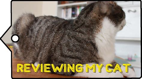 Reviewing My Cat 🐈 Swag Youtube