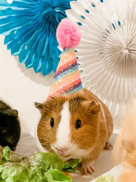 guinea pig party