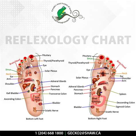 Reflexology Chart For Therapists Reflexology Chart Reflexology