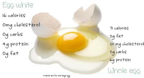 Calories, carbs, fat, protein, fiber, cholesterol, and more for egg white (raw, fresh eggs). Eggs vs Egg Whites