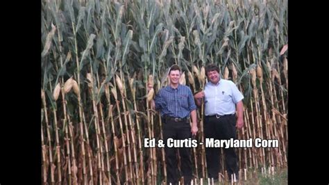 Increasing Corn Yields Pro Soil Youtube