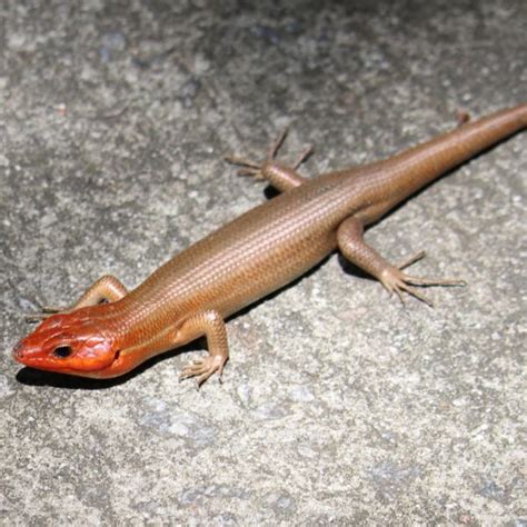 Skinks In South Carolina 5 Different Species