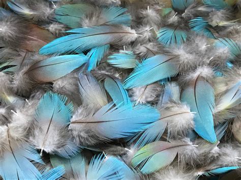 Turquoise Blue Macaw Feathers 20 pc Lot Parrot Bird RARE!