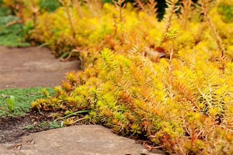 Pin On Ground Cover