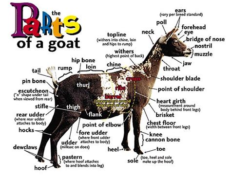 Male Goat Anatomy