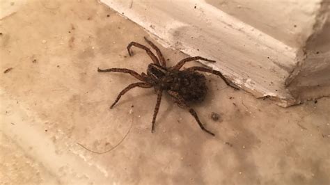Large Spiders In Texas Wolf Spider