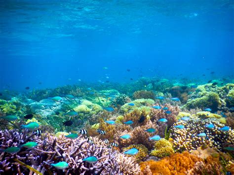Explore Underwater Gili Kondo East Lombok Lombok Underwater