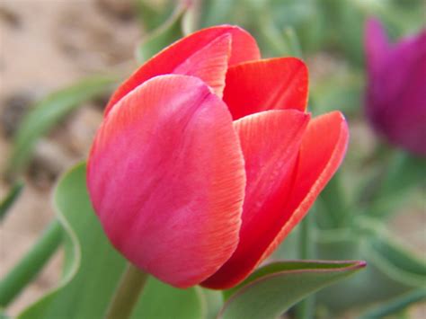 Gardening And Flowers Red Tulip Flowers