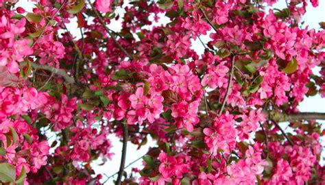 Prairifire Crabapple Key Features And Complete Growing Guide Rennie