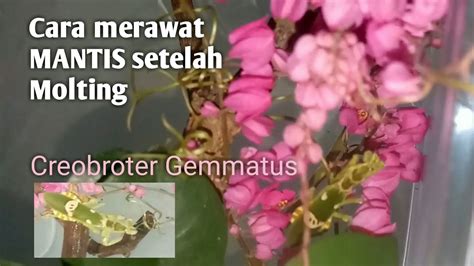Set Up Kandang Mantis Creobroter Gemmatus Setelah Final Molting Belalang Sembah Cangcorang