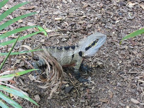 Adventures Down Under Seriously Overloaded With Pictures