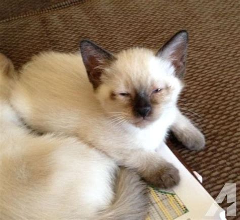 Adorable Short Hair Balinese Kitten Balinese Cat Burmese Kittens