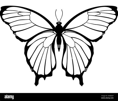 Butterfly Black And White Illustration Symmetrical Top View Stock