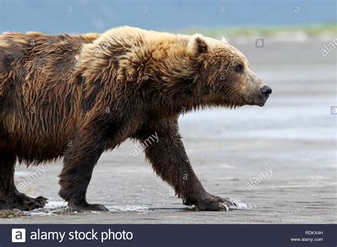 Brown Bear Ursus Arctos Viewing Is A Popular Activity At Hallo Bay