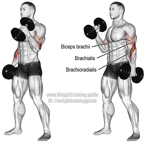 What Is The Best Bicep Workout With Dumbbells Workoutwalls