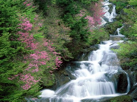 Beautiful Amazing Waterfall Flowers From Japan Hd Wallpapers Photos