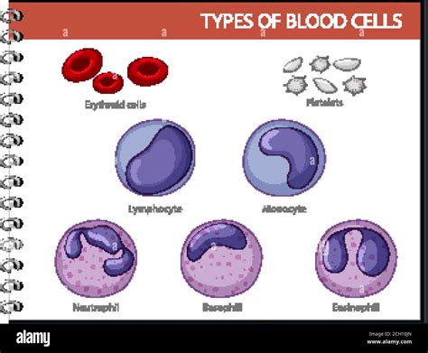 Type Of Blood Cells Illustration Stock Vector Image And Art Alamy
