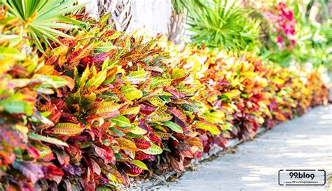7 Tanaman Hias dengan Daun-daun Berwarna Cantik - Mommies Daily