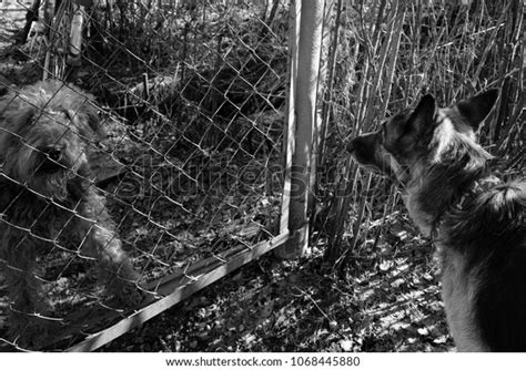 Two Dogs Behind Fence Stock Photo Edit Now 1068445880