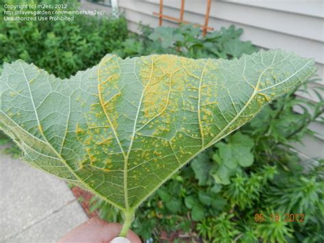Garden Pests And Diseases Hollyhock Problem 1 By M2ec