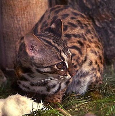 wild cats Archives - CatSynth
