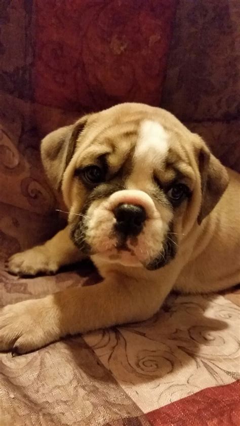 Look at pictures of english bulldog puppies who need a home. Old English Bulldog Puppies For Sale | Sebring, FL #167203