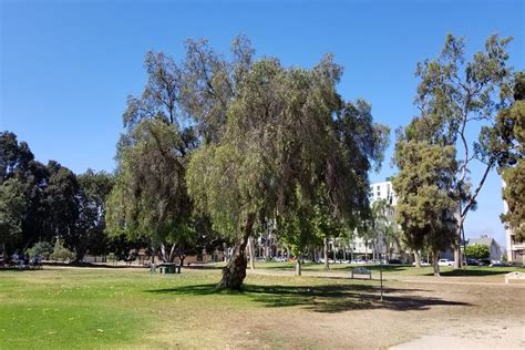 Walking Tour The 10 Most Important Trees In Balboa Park Part 1