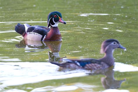 Late Afternoon Wood Ducks Fm Forums