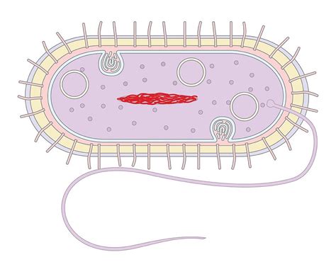Bacterial Cell Diagram And Functions