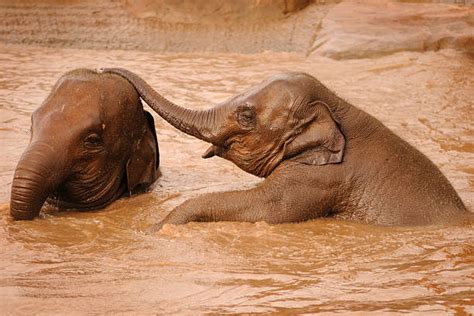 Baby Elephants Playing Stock Photos Pictures And Royalty Free Images