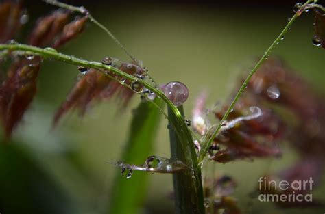 a few drops photograph by michelle meenawong fine art america