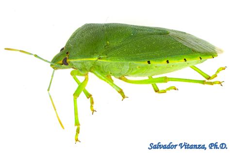 Hemiptera Heteroptera Pentatomidae Chinavia Hilaris Common Green Stink