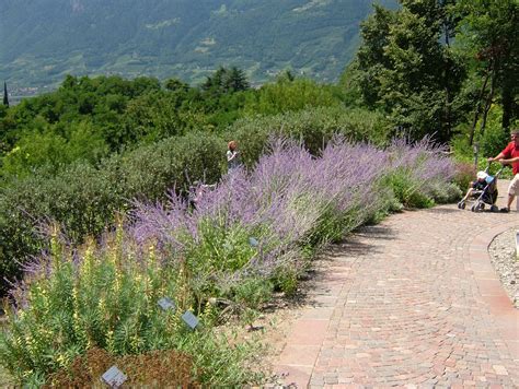 The russian sage (perovskia atriplicifolia ) is a hardy perennial. Russian Sage: Perovskia atriplicifolia [Family: Lamiaceae ...