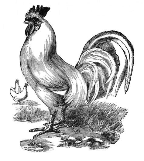 Rooster Printable Black And White Black And White Rooster Wallpaper
