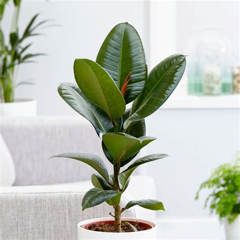 If you suspect root rot has set in, remove the plant from the pot and its soil. Buy rubber plant Ficus elastica 'Robusta'