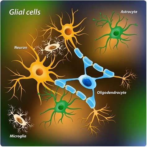10 Tipos De Celulas Gliales Kulturaupice