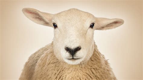 devil worshippers slaughtering british sheep