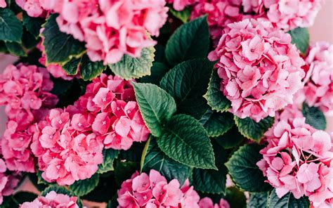 Download Wallpapers Hydrangea Pink Hortensia Pink Hydrangea