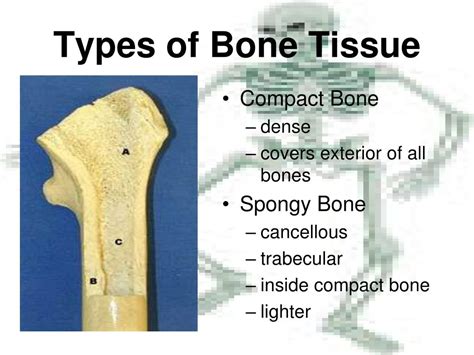 Ppt Osseous Tissue Powerpoint Presentation Free Download Id2754334
