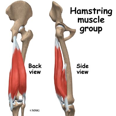 Excessively lengthened and overactive hamstrings: Stiff leggeed deadlift Good or bad for Hamstrings? - Bodybuilding.com Forums