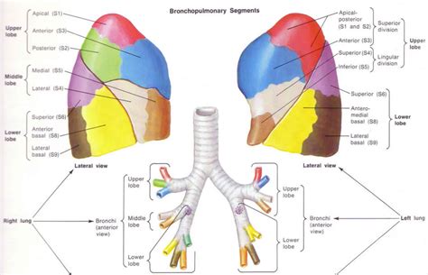 Lobectomy Lung Thyroid Brain Lobectomy And Lobectomy Complications