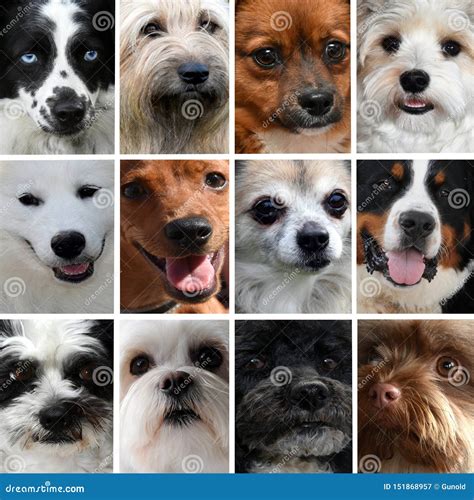 Collage Of Different Dog Faces Stock Image Image Of Handsome Briard